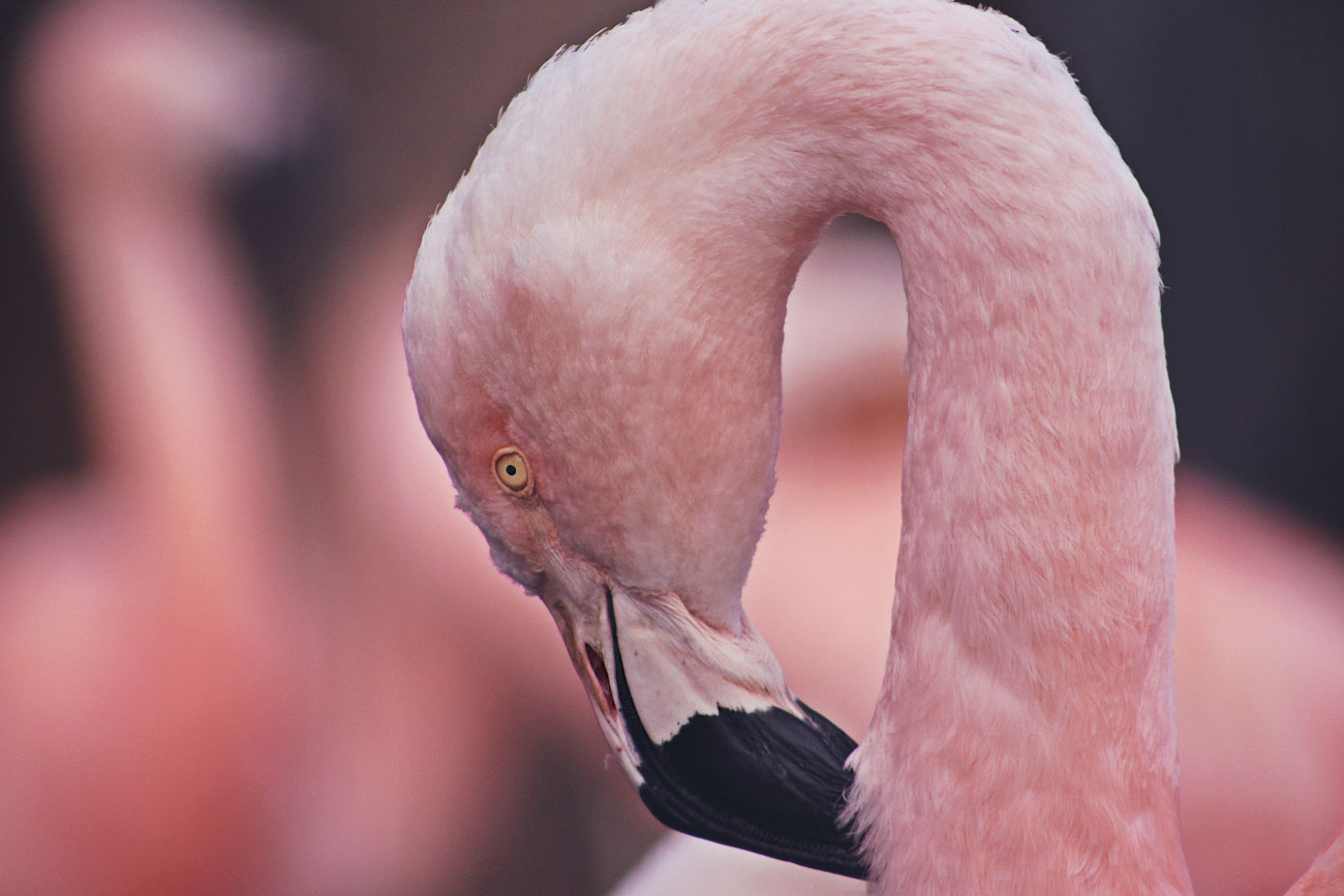Flamingo